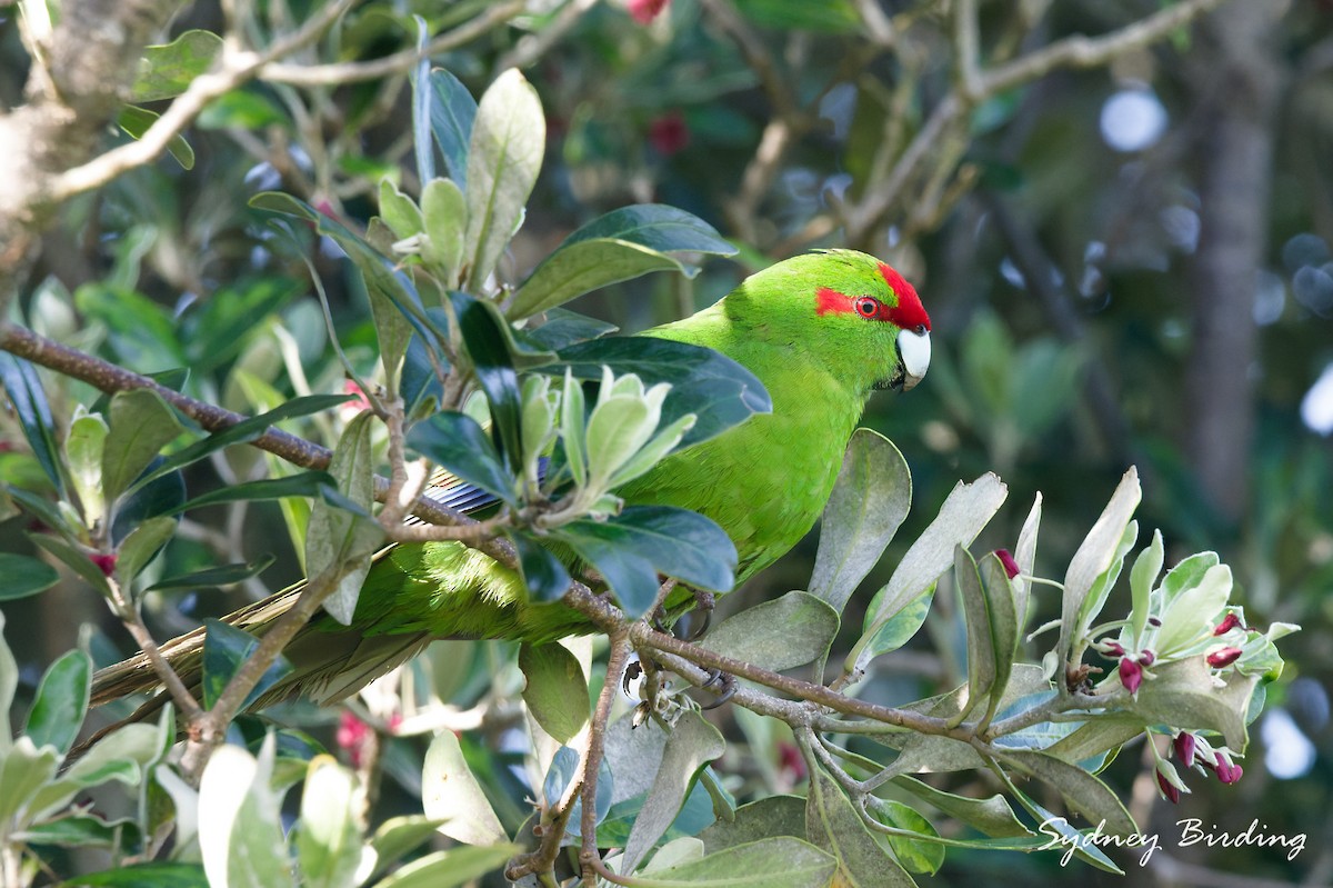 Red-crowned Parakeet - ML642324592
