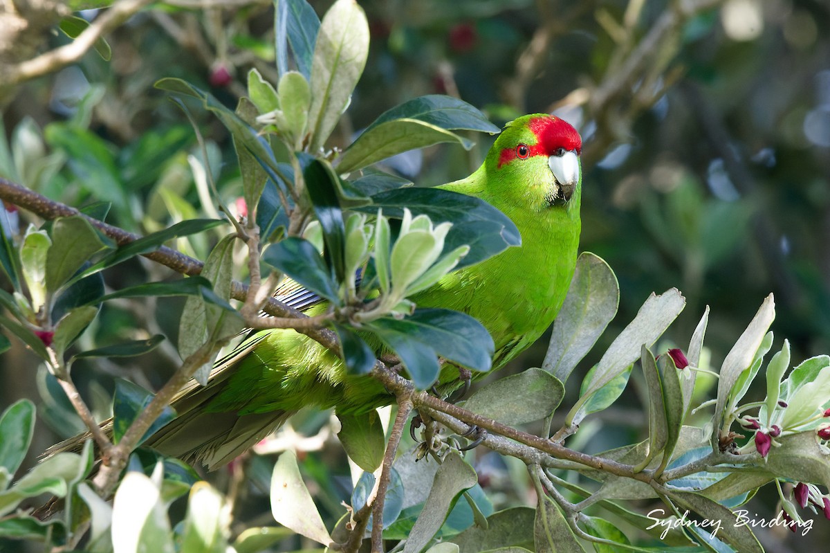Red-crowned Parakeet - ML642324593