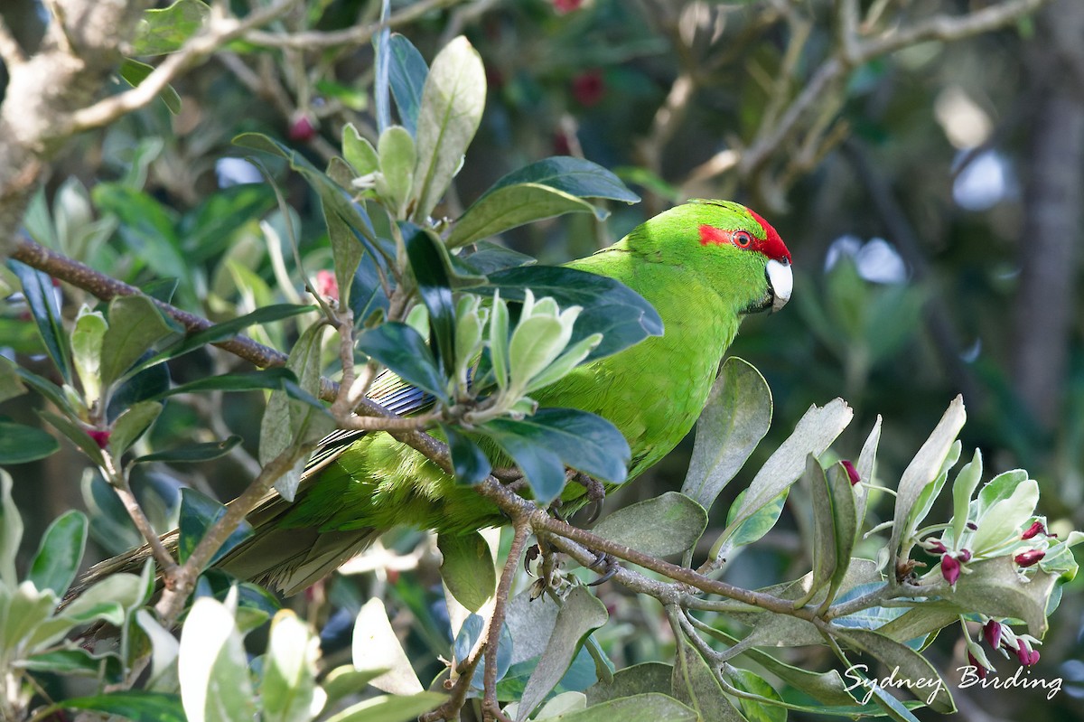 Red-crowned Parakeet - ML642324594