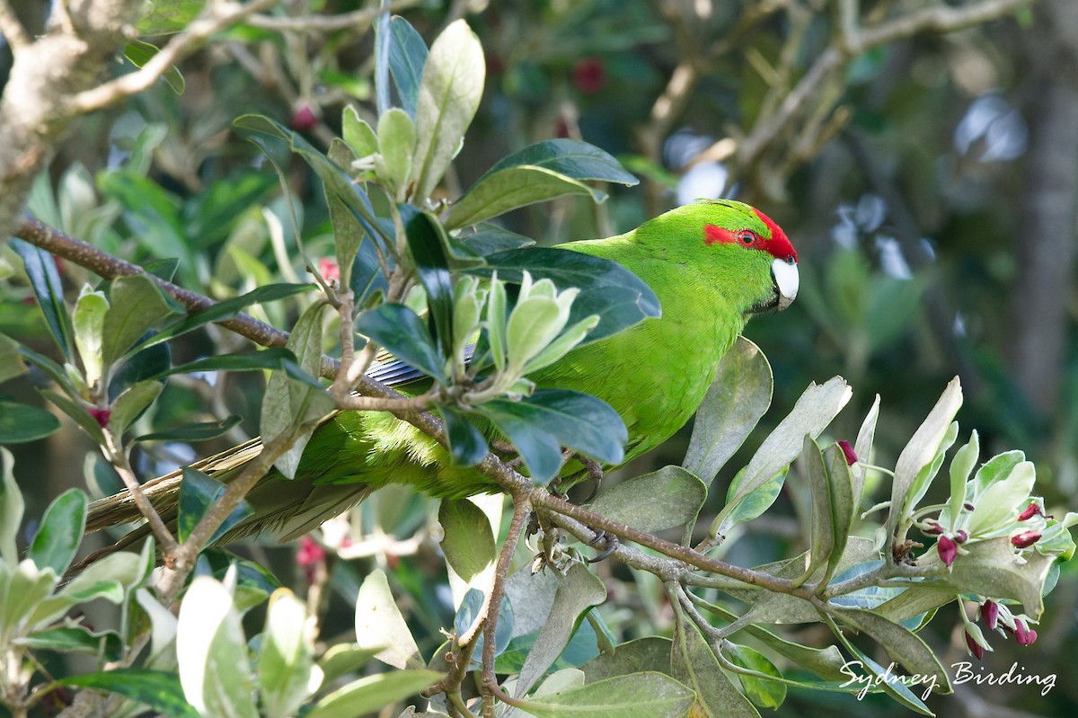 Red-crowned Parakeet - ML642324595