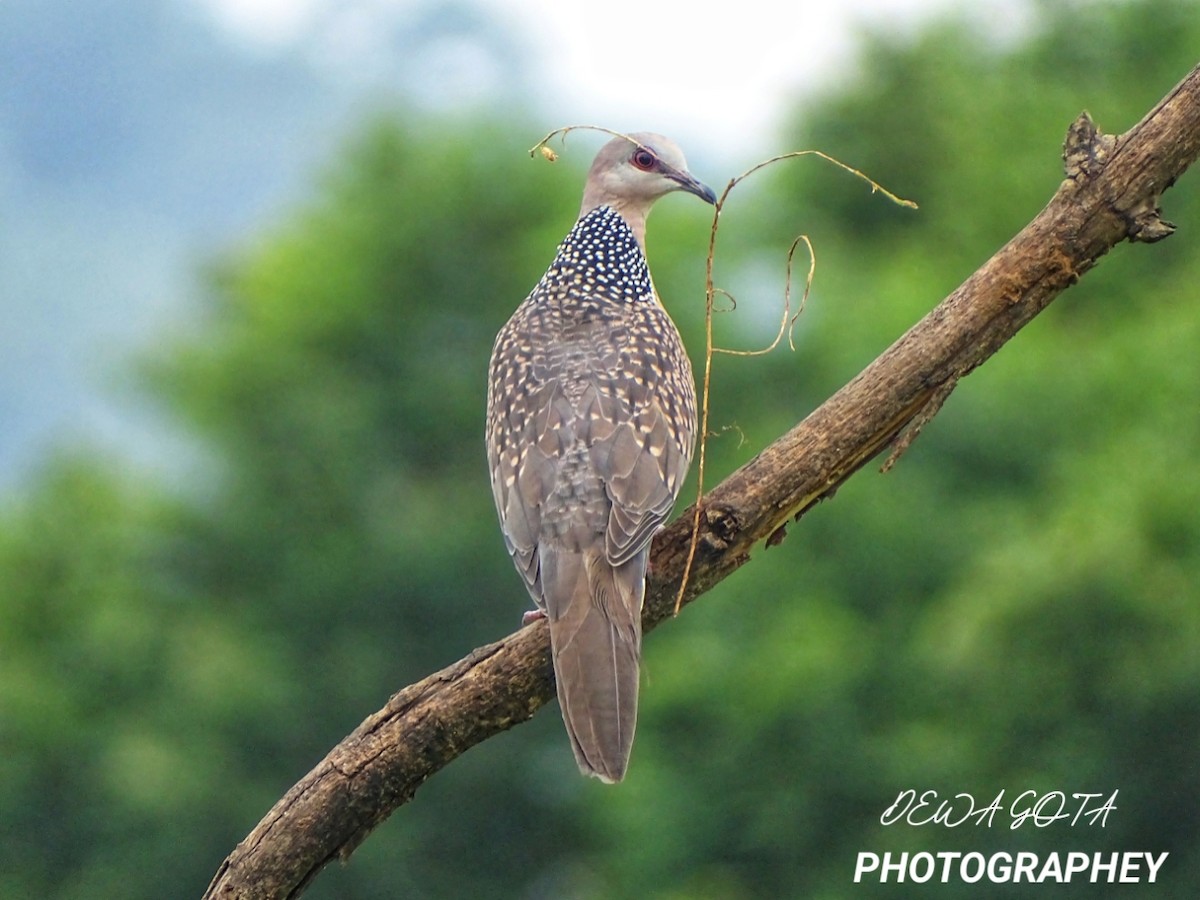 Spotted Dove - ML642324602