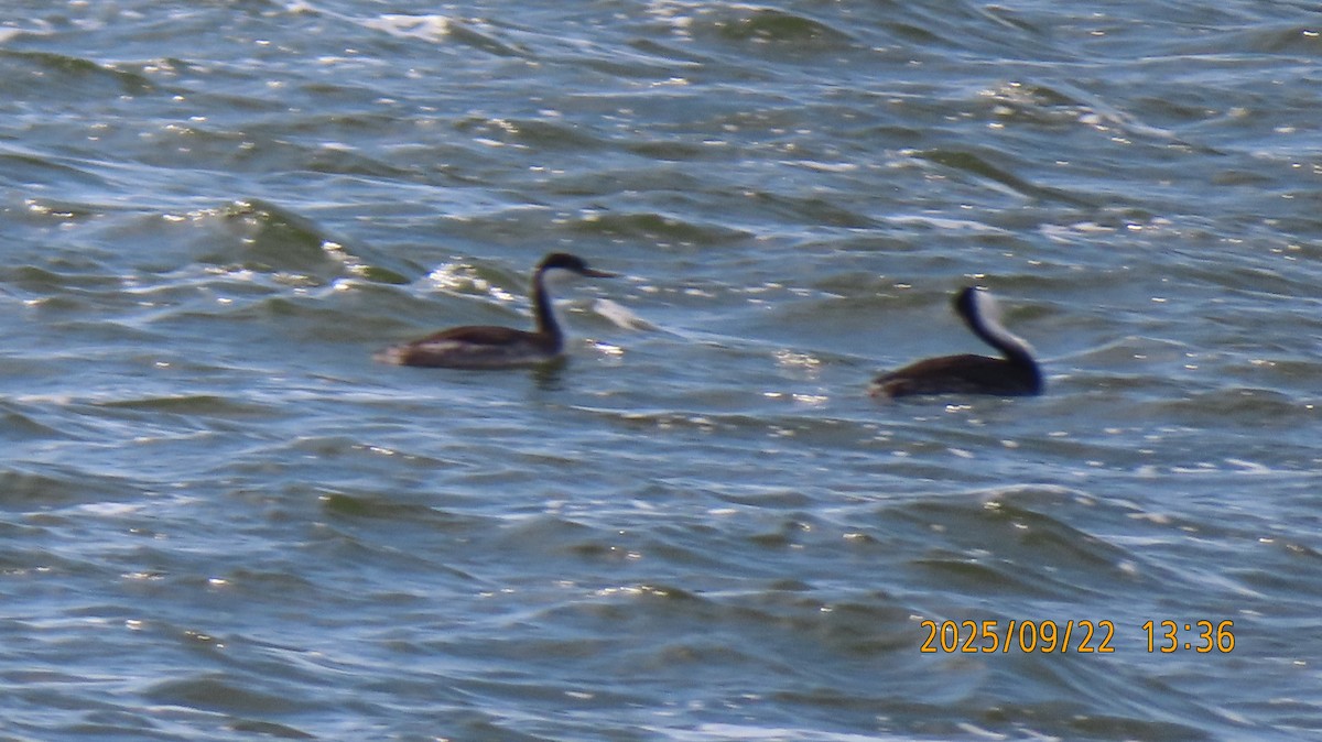 Western Grebe - ML642324614