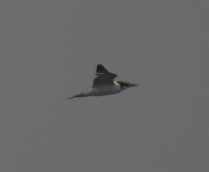 bird sp. - ML642324619