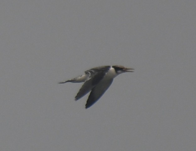 bird sp. - ML642324622