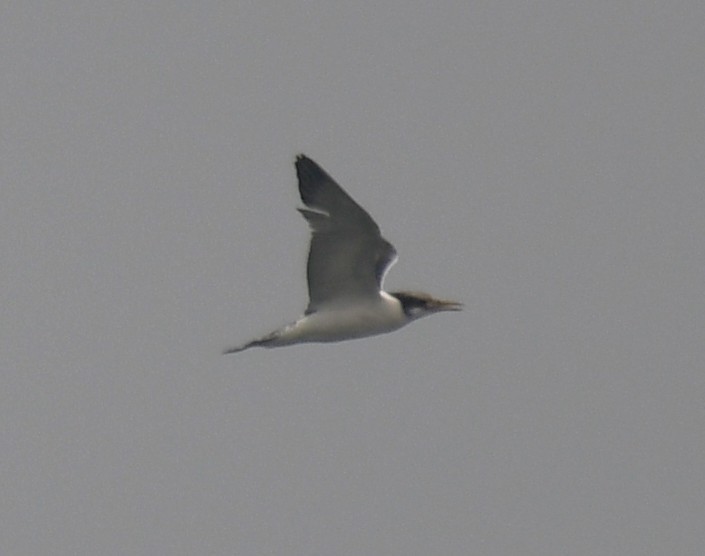 bird sp. - ML642324624