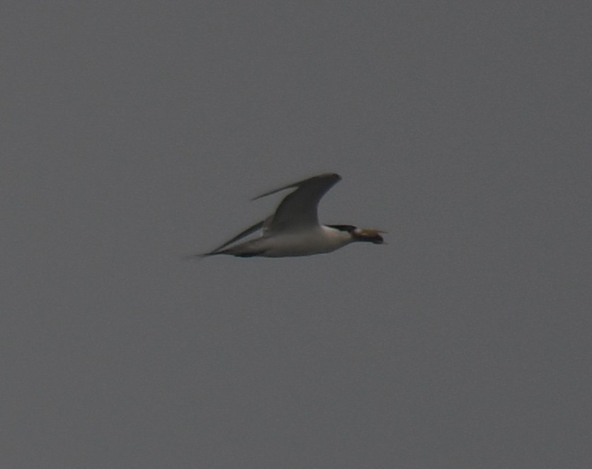 bird sp. - ML642324629
