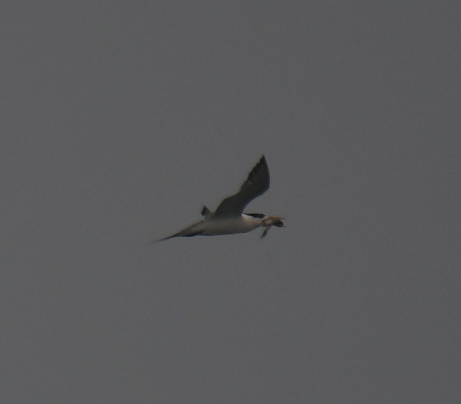 bird sp. - ML642324634