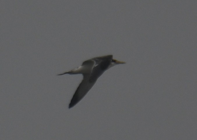 bird sp. - ML642324635