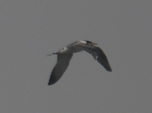 bird sp. - ML642324646