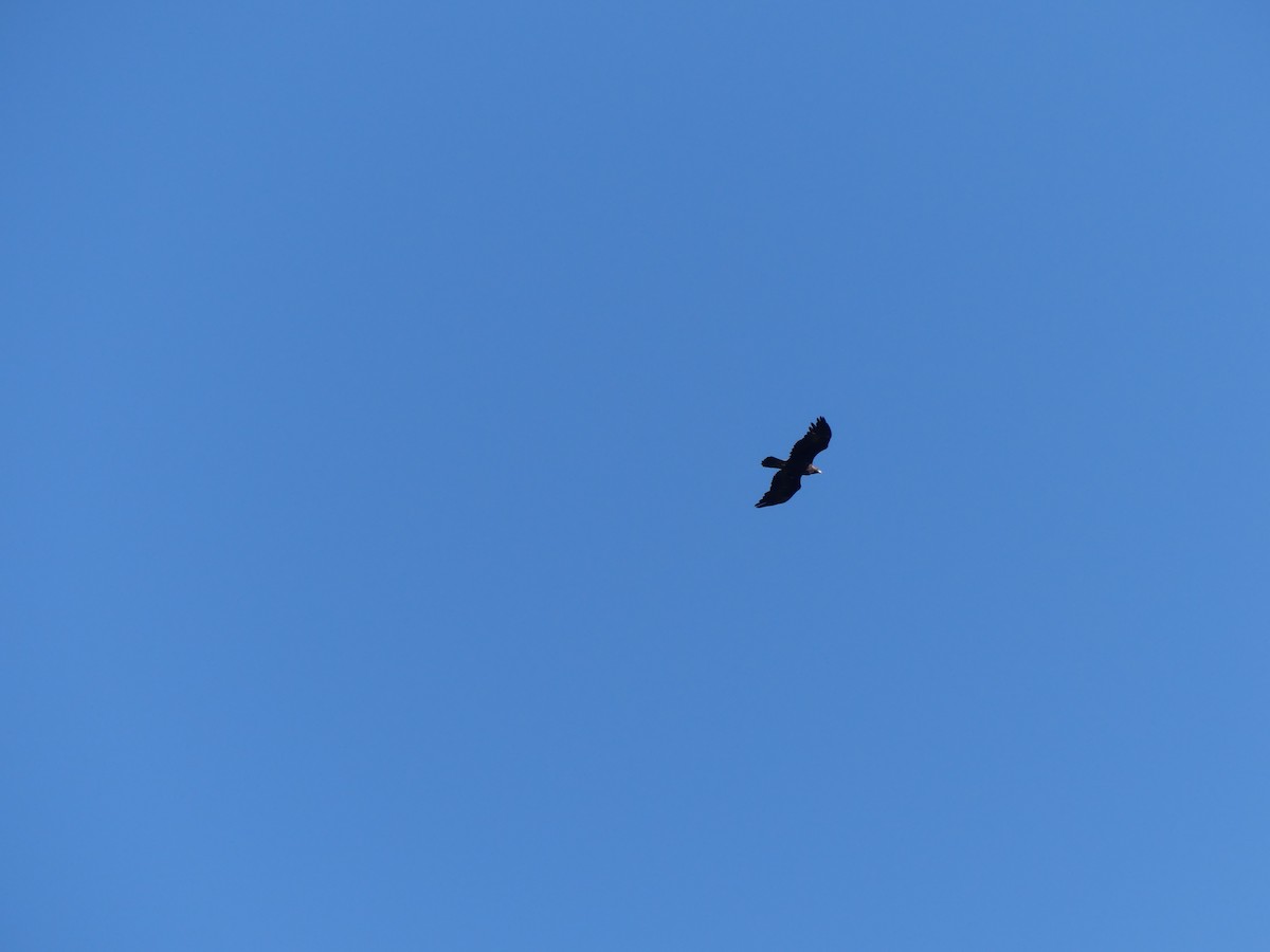 Golden Eagle - ML642324655