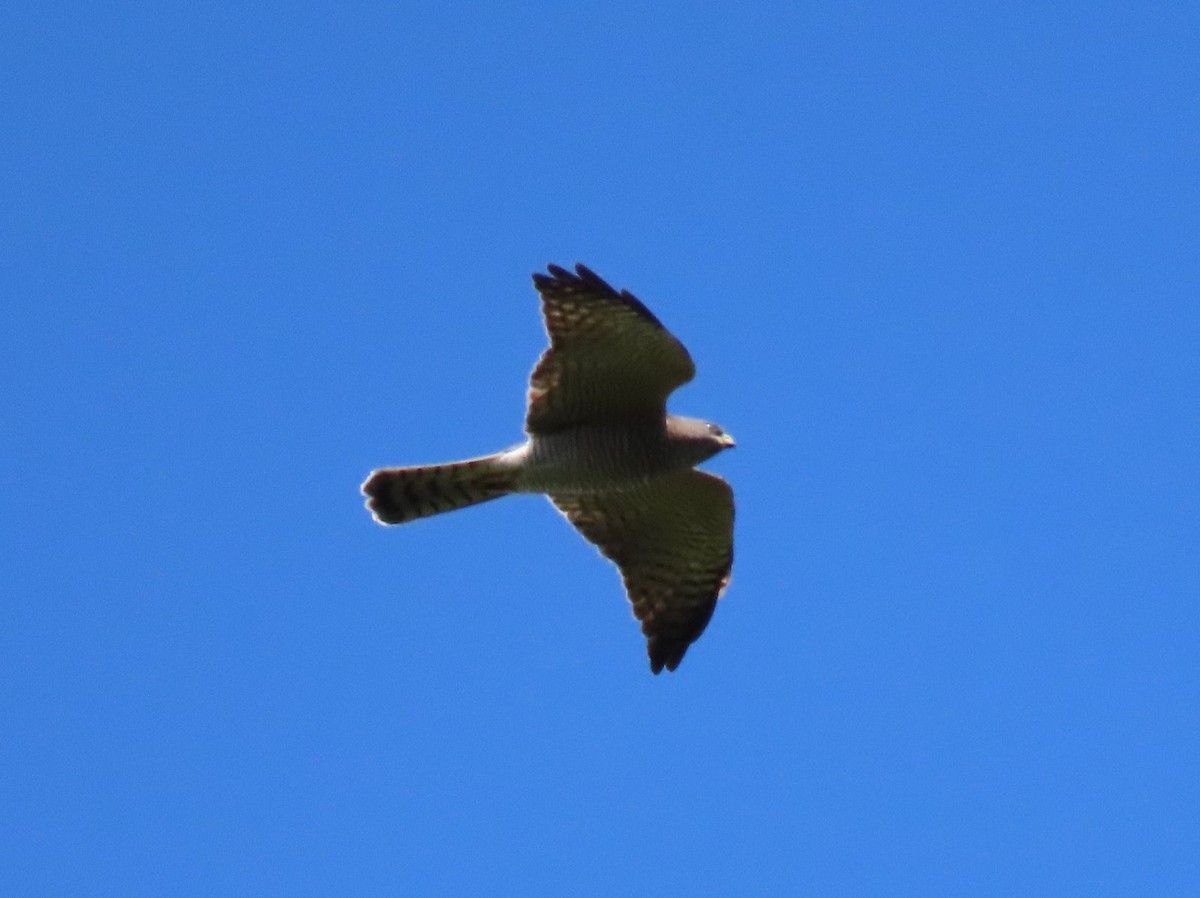 Levant Sparrowhawk - ML642324660