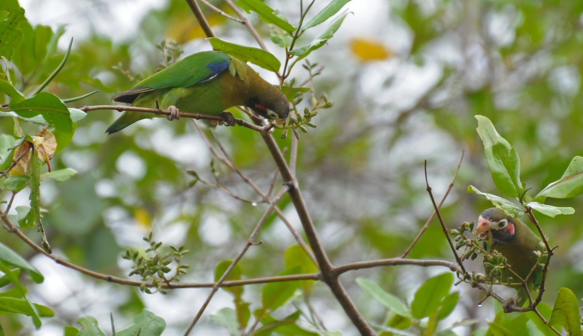 Brown-hooded Parrot - ML642324661