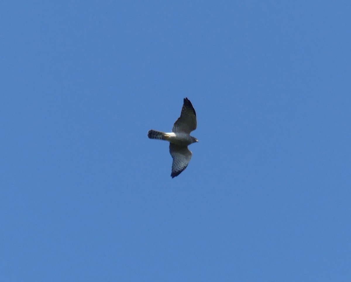 Levant Sparrowhawk - ML642324667