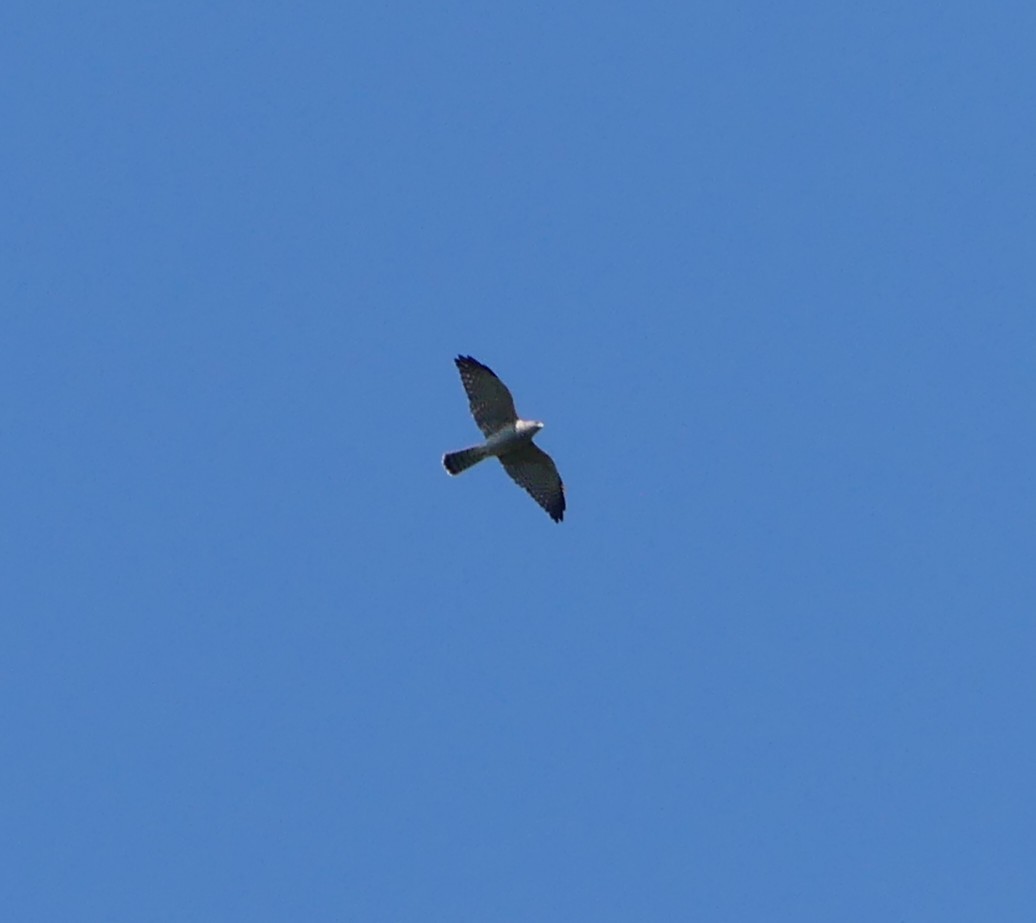 Levant Sparrowhawk - ML642324668