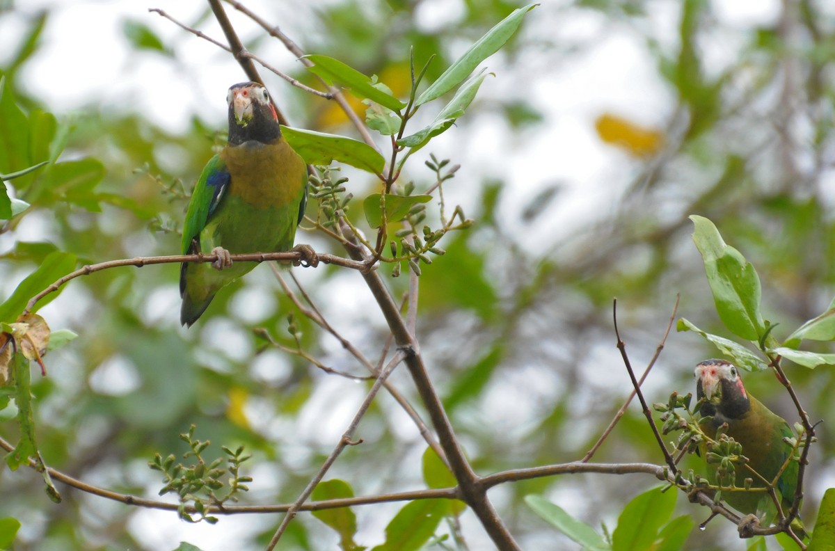 Brown-hooded Parrot - ML642324673