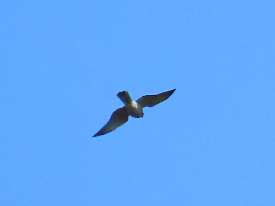 Levant Sparrowhawk - ML642324675