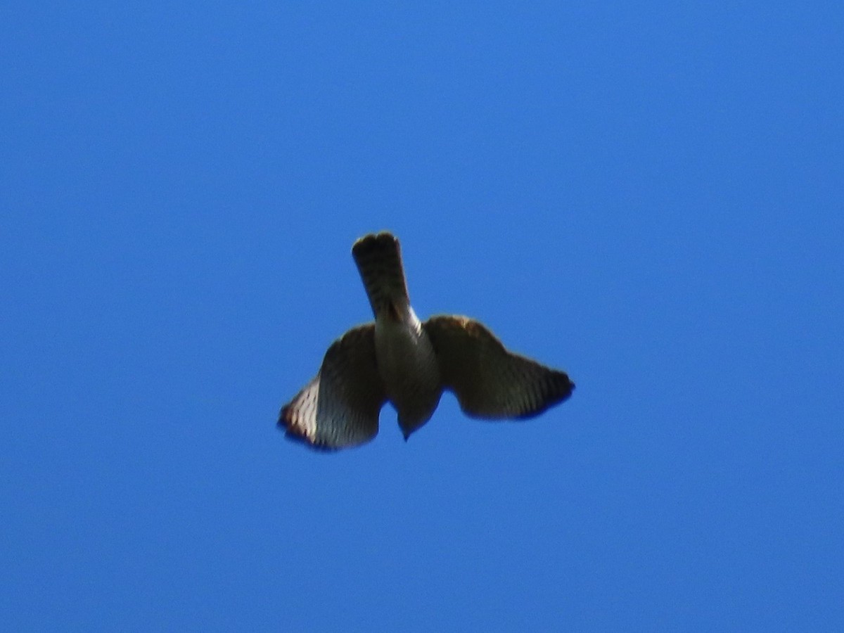 Levant Sparrowhawk - ML642324677