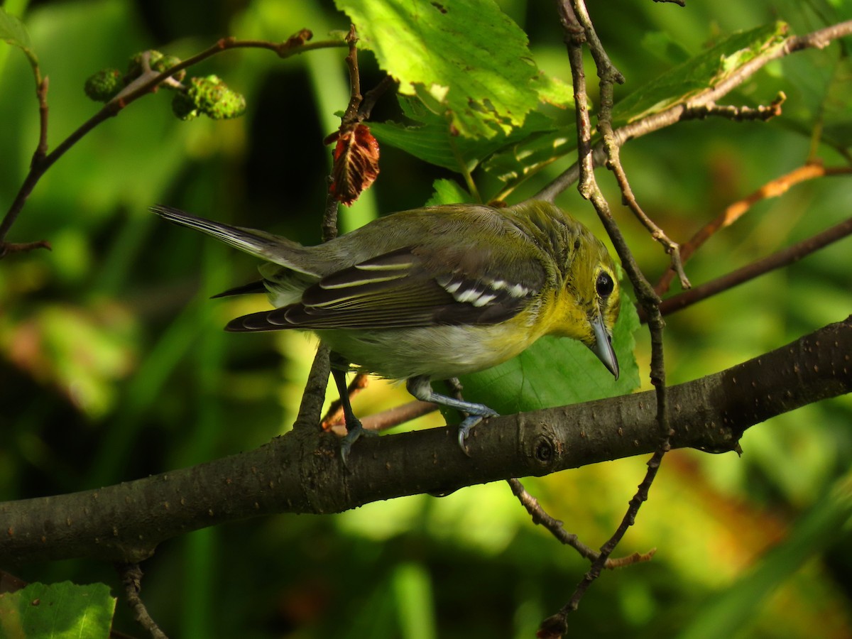 Sarı Gerdanlı Vireo - ML642324683