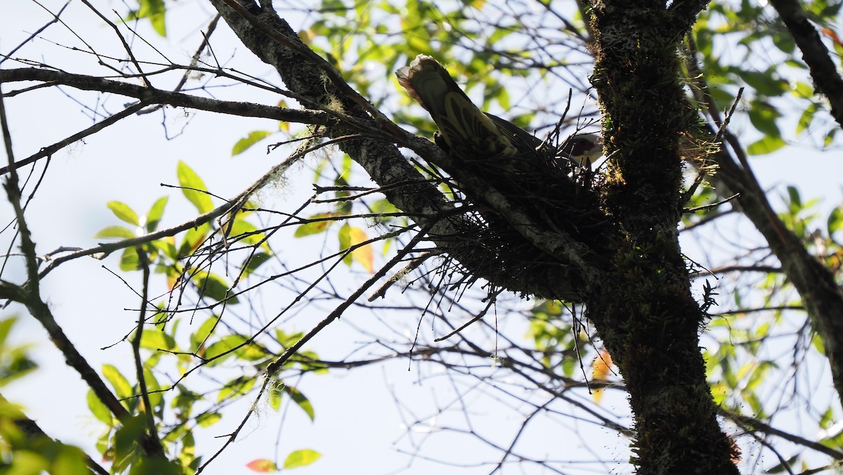 Red-eared Fruit-Dove (Red-eared) - ML642324685