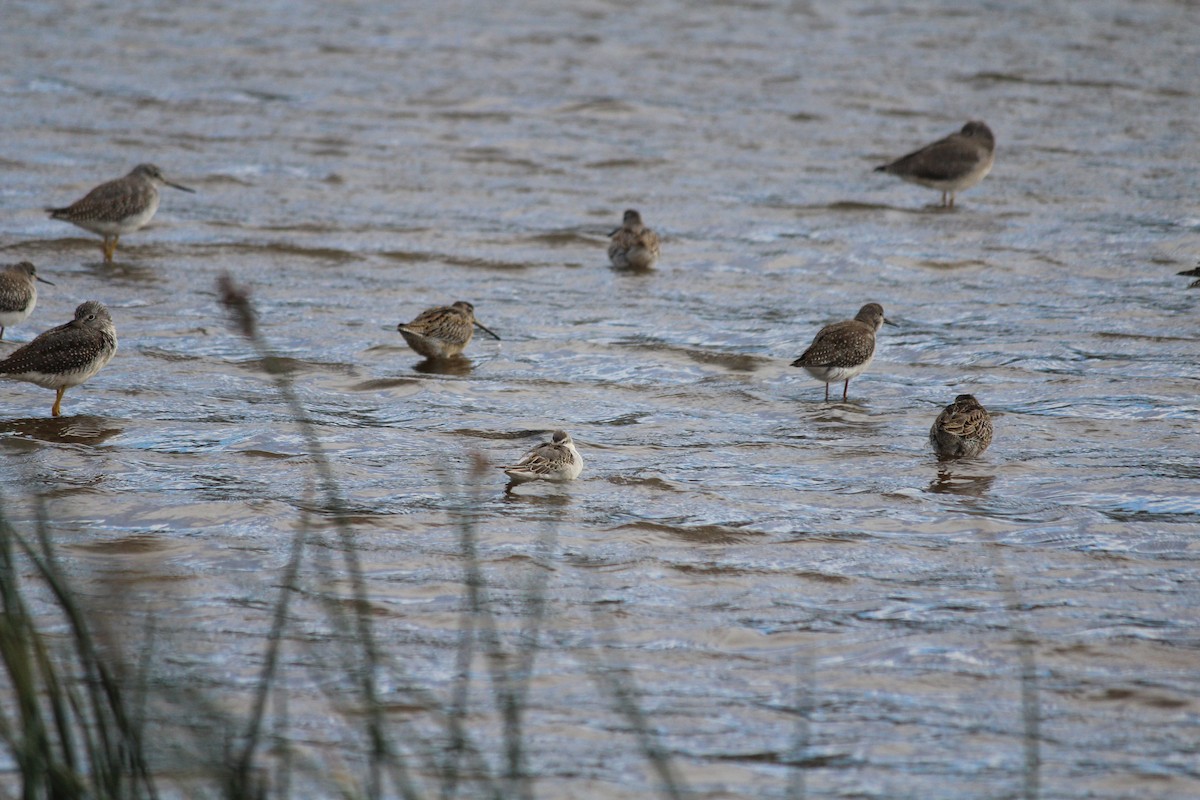 hvithalesvømmesnipe - ML642324718