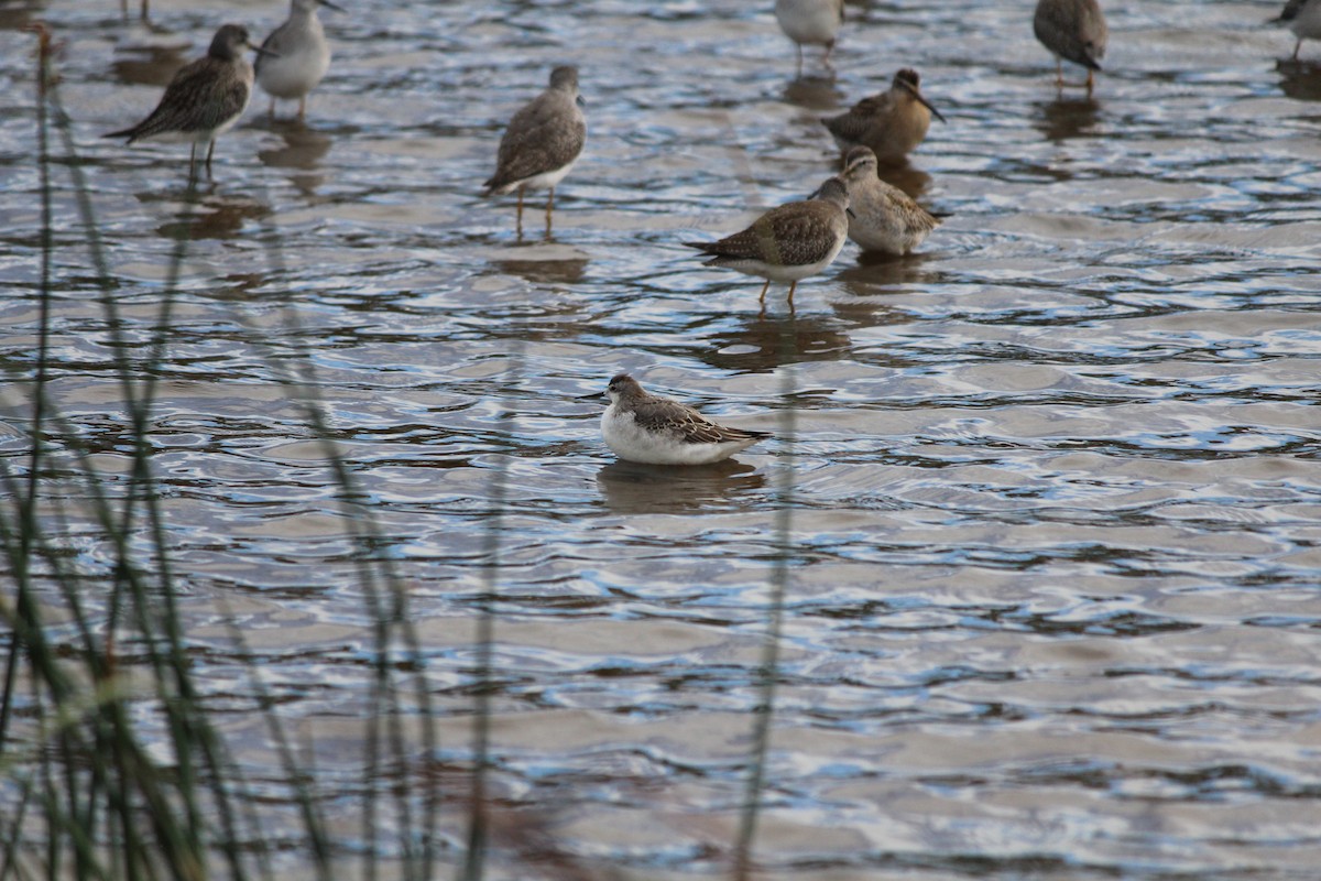 hvithalesvømmesnipe - ML642324743