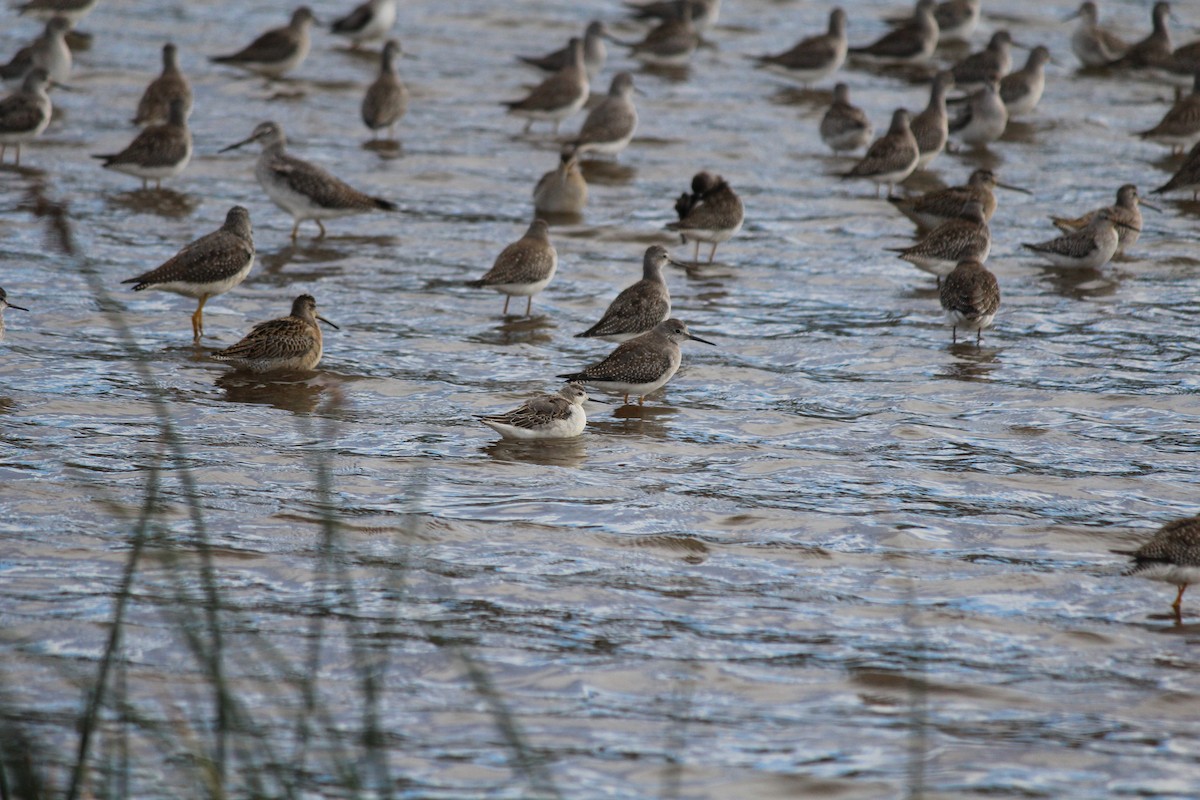 hvithalesvømmesnipe - ML642324747