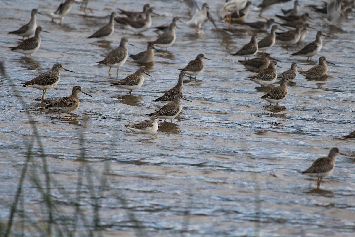 hvithalesvømmesnipe - ML642324748