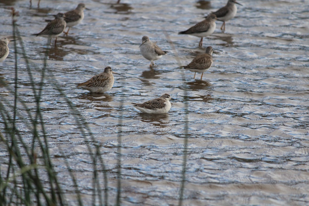 hvithalesvømmesnipe - ML642324749
