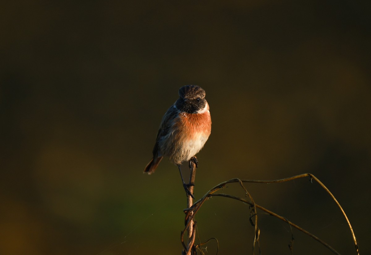 European Stonechat - ML642324756