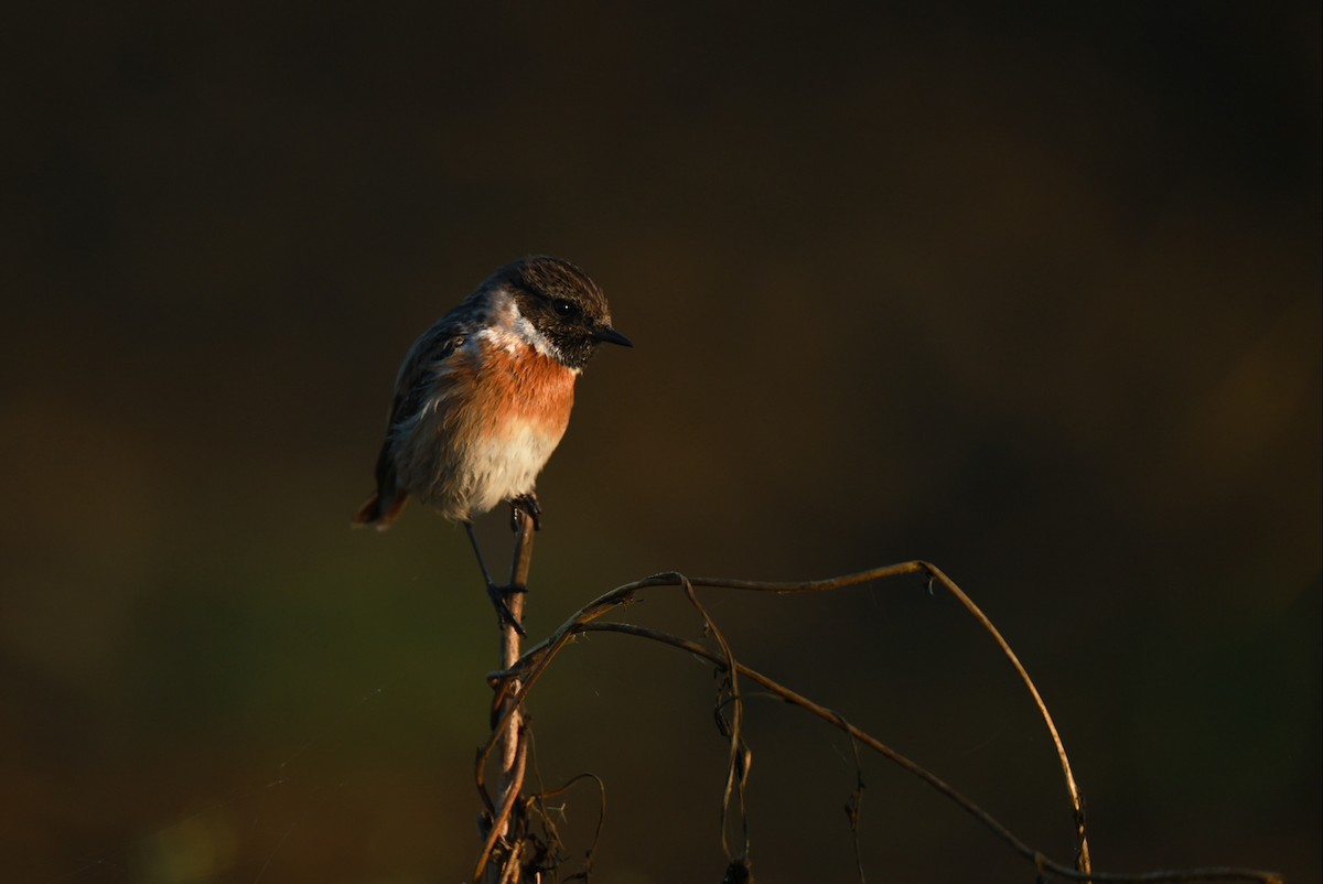 European Stonechat - ML642324757