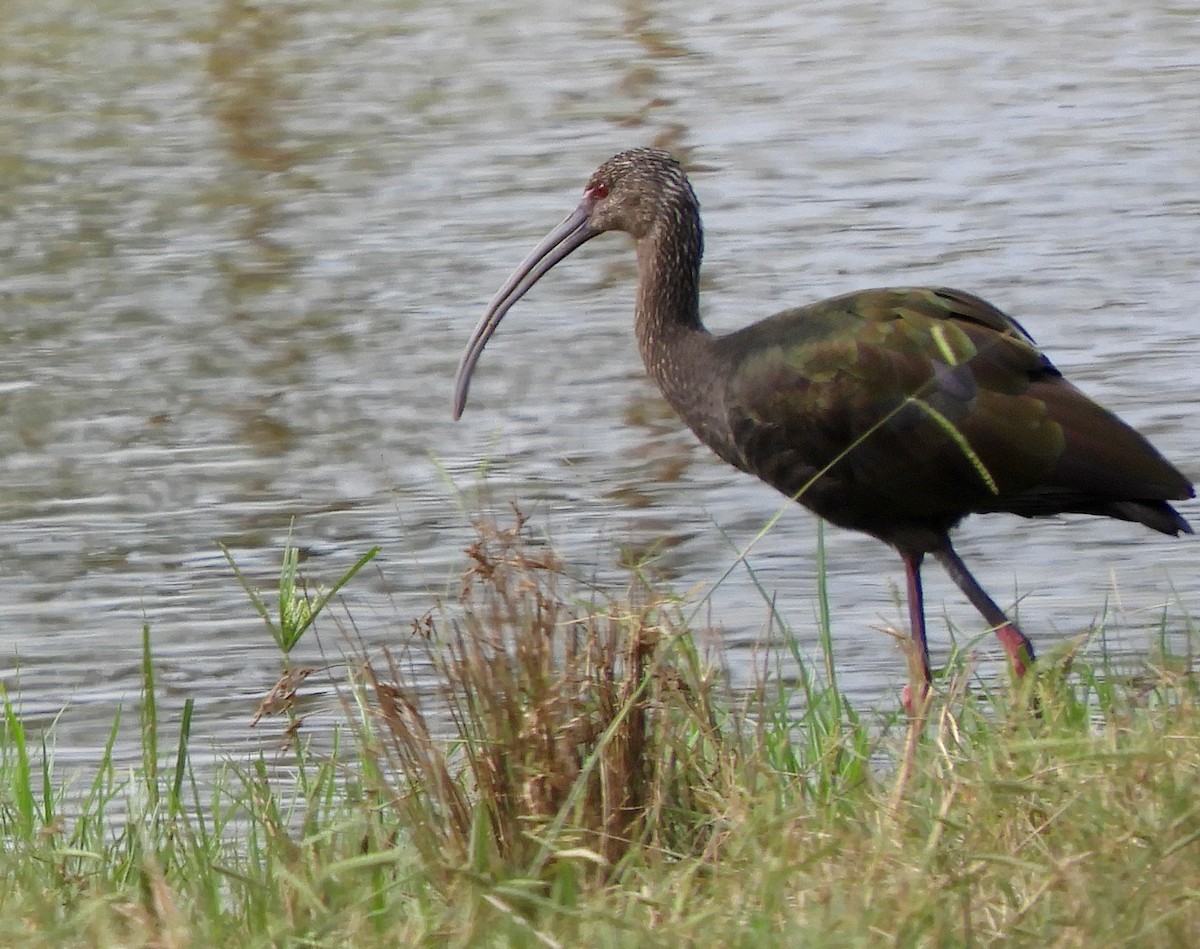 White-faced Ibis - ML642324784