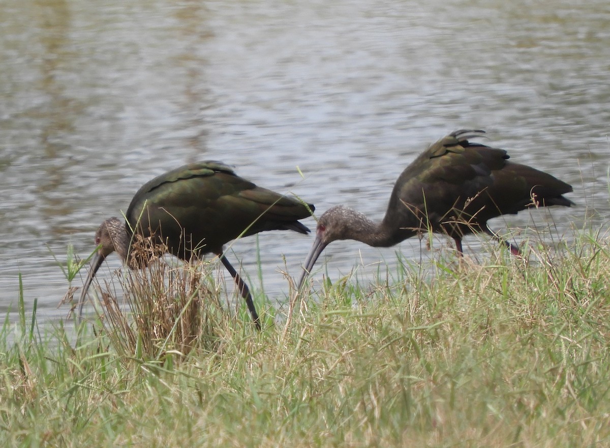 White-faced Ibis - ML642324785