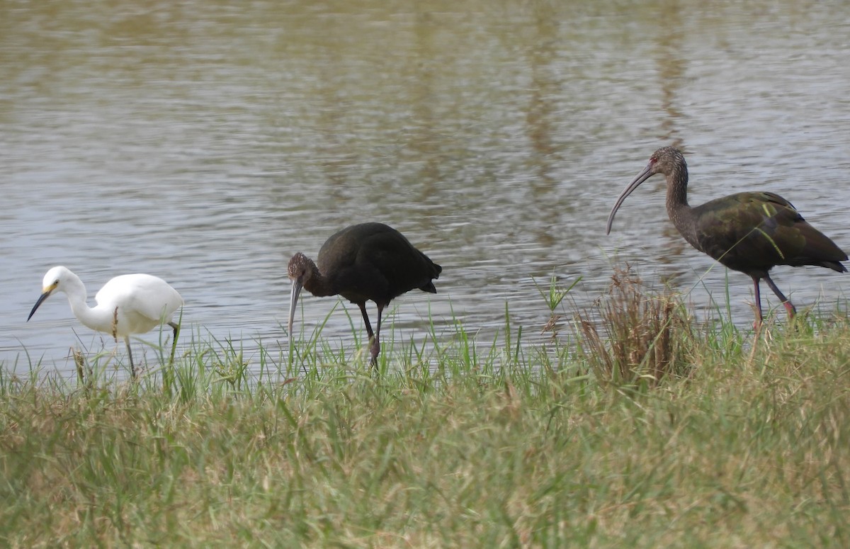 White-faced Ibis - ML642324786