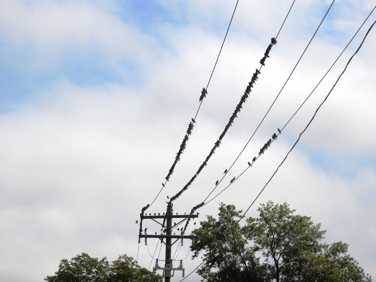 European Starling - ML642324806