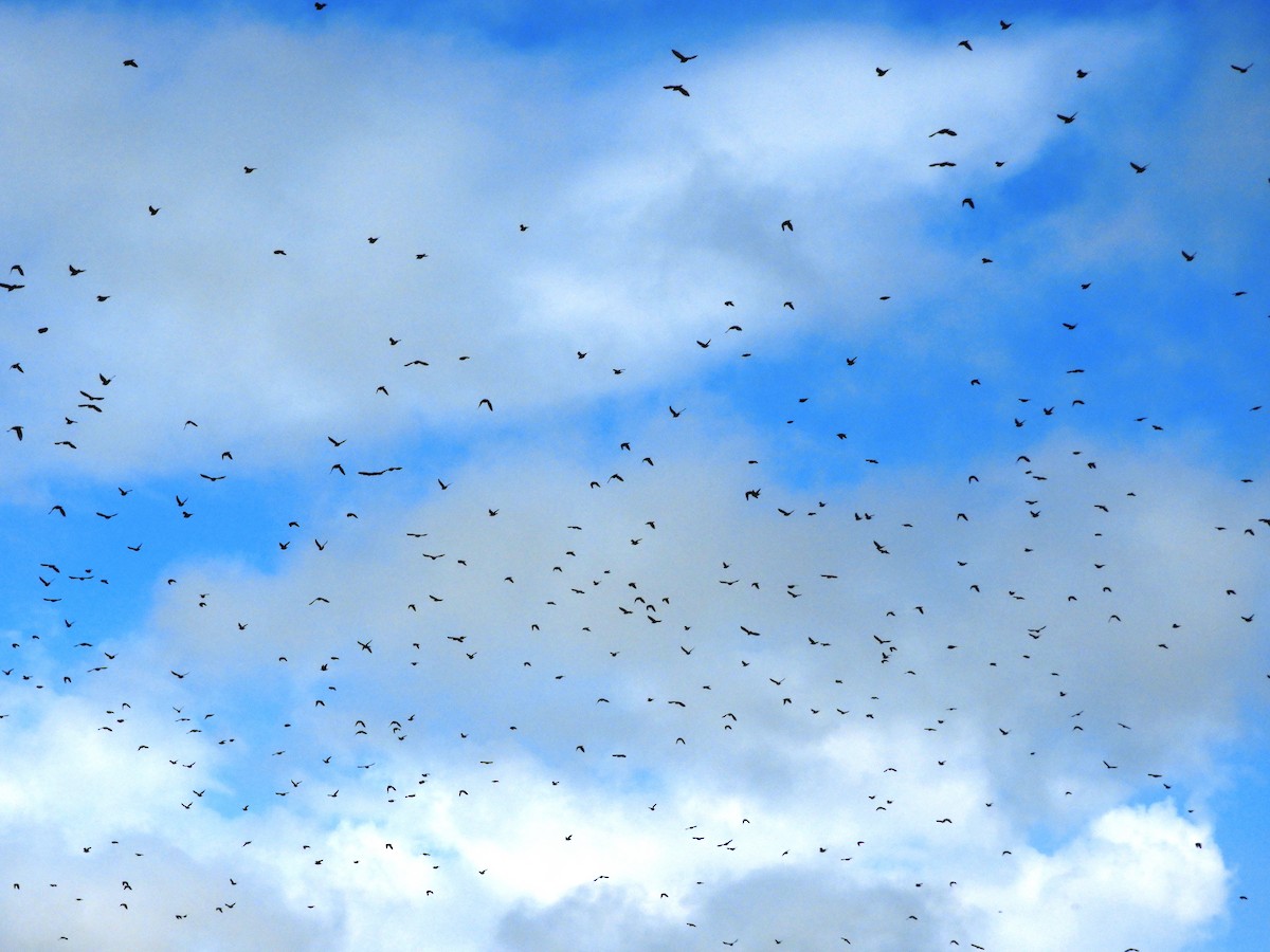 European Starling - ML642324807