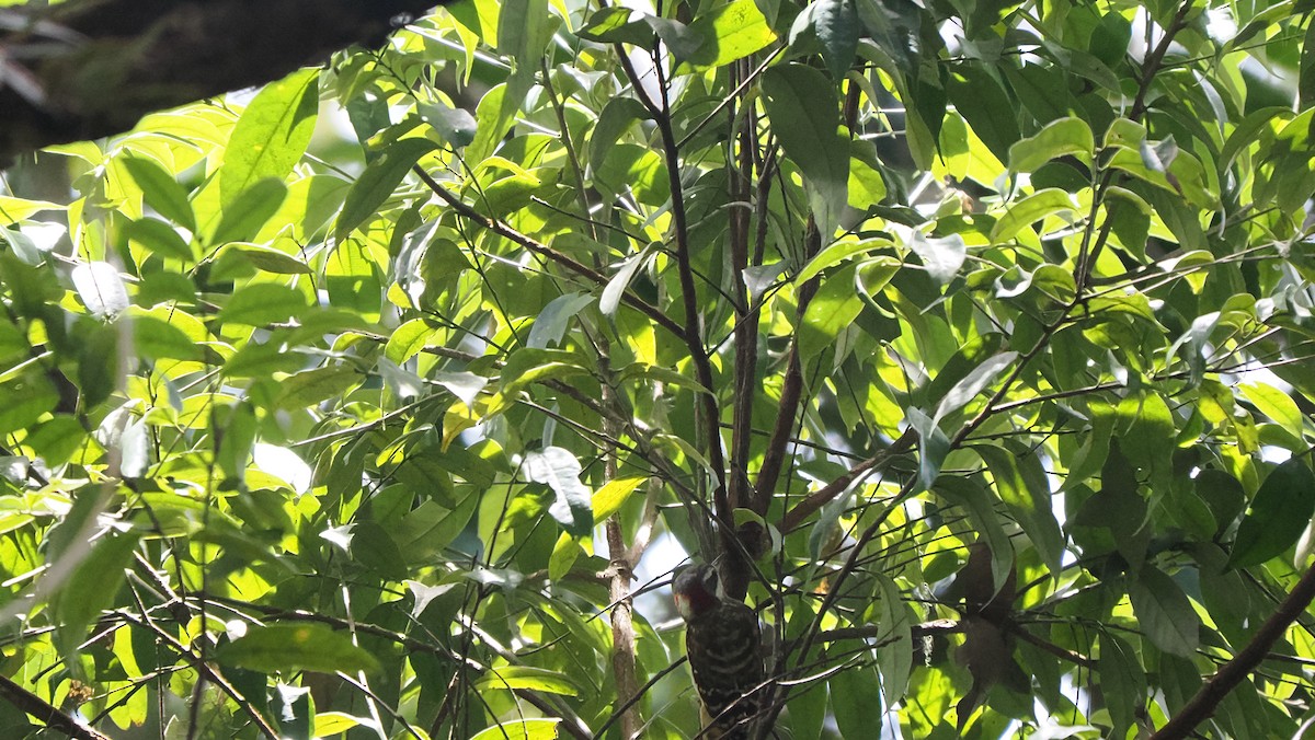 Sulawesi Pygmy Woodpecker - ML642324837