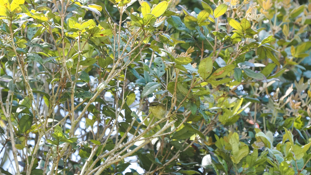 Sulawesi Leaf Warbler - ML642324849