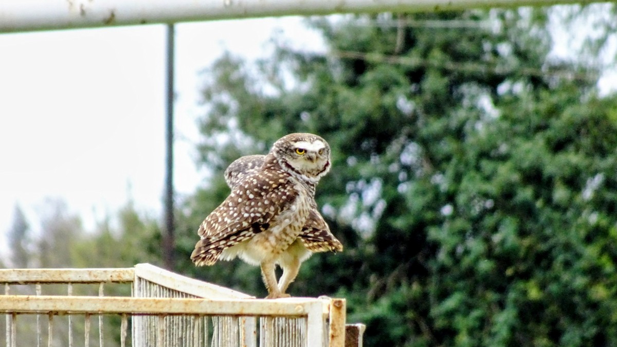 Burrowing Owl - ML642324882