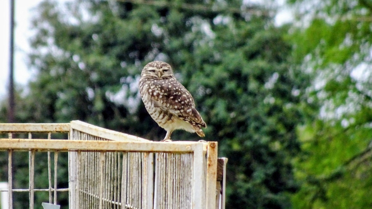 Burrowing Owl - ML642324883