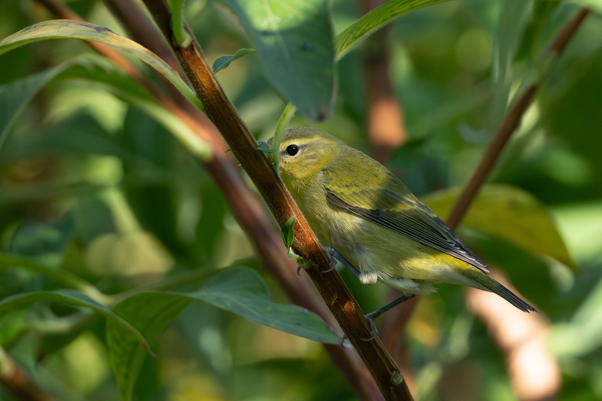 Tennessee Warbler - ML642324907