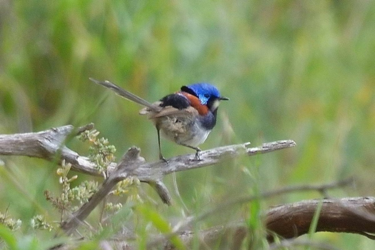 Purple-backed Fairywren - ML642324912