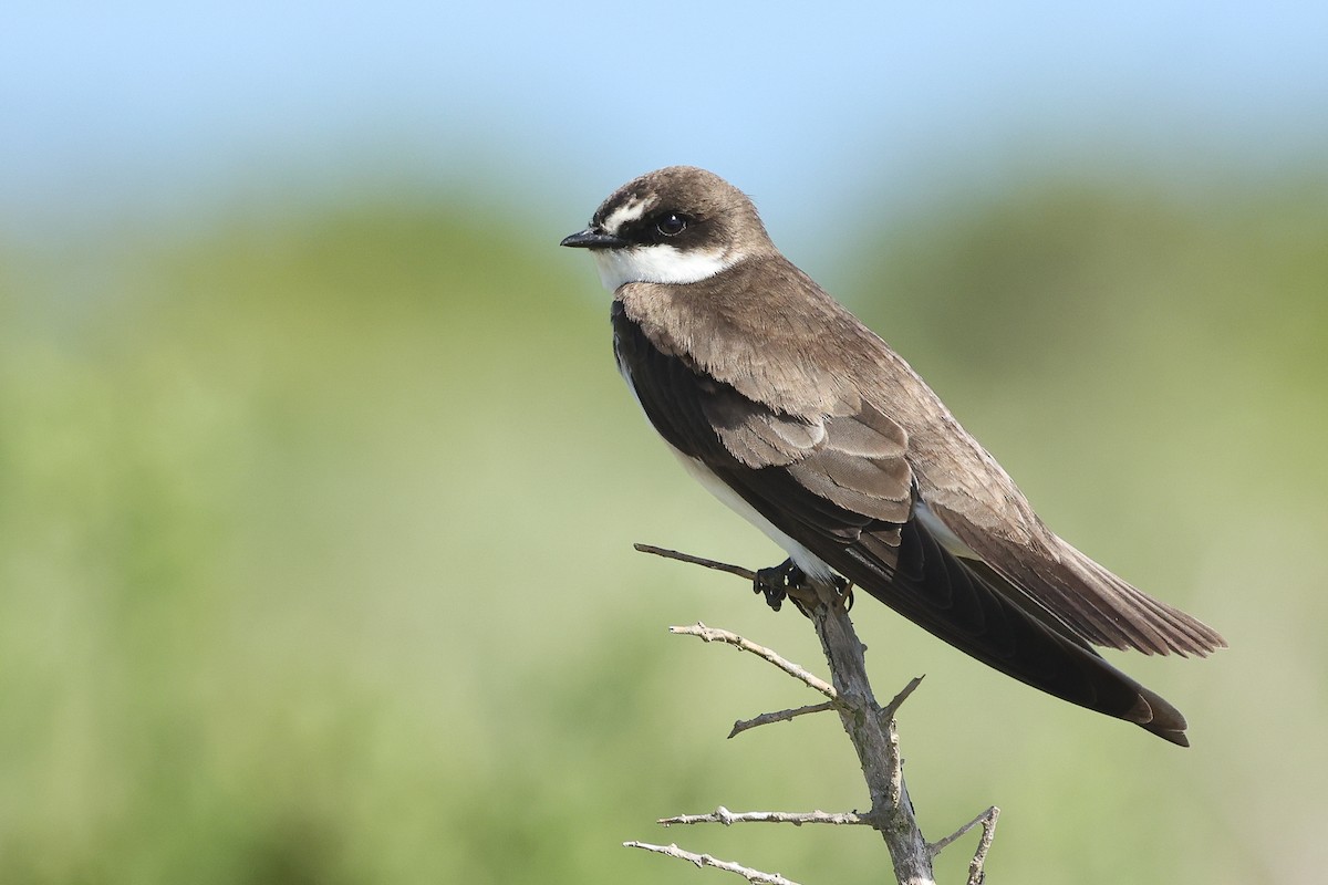 břehule africká - ML642324982