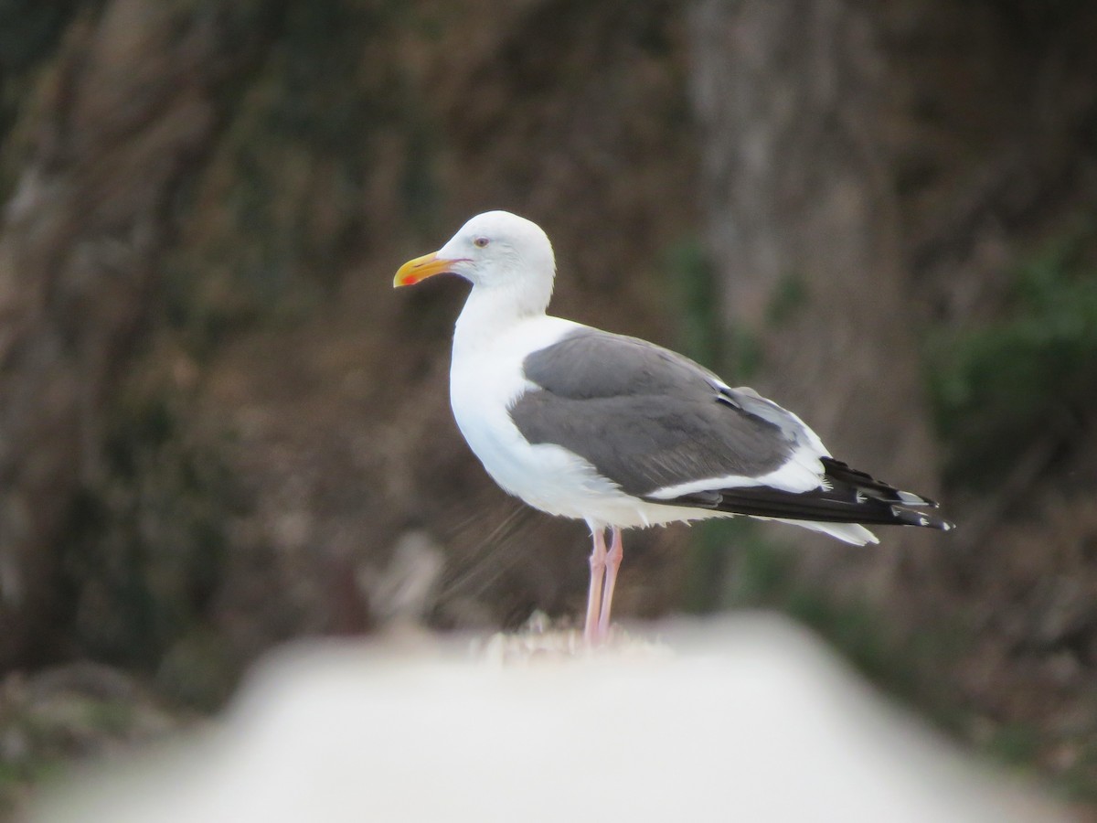 Goéland d'Audubon - ML642324997