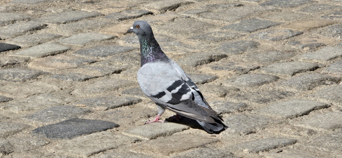 Хөхвөр тагтаа (суурин газрын) - ML642325023