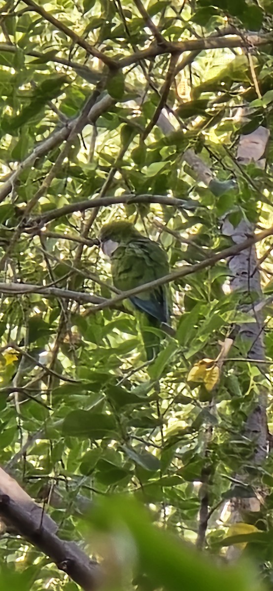 Monk Parakeet - ML642325040