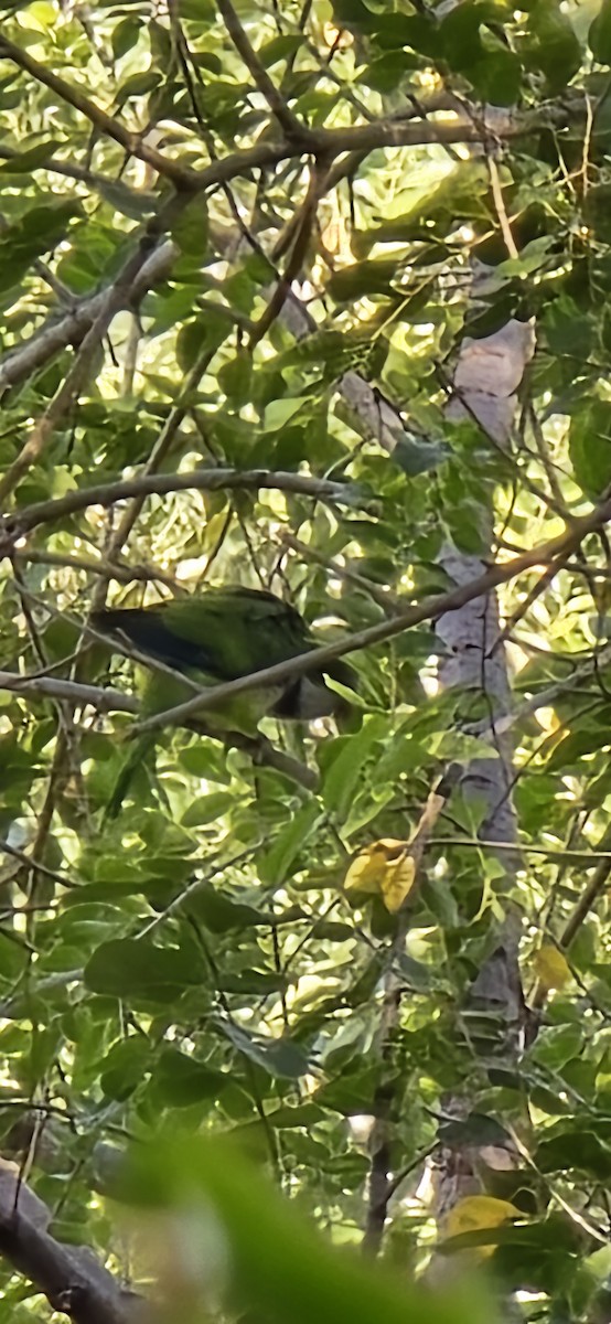 Monk Parakeet - ML642325041