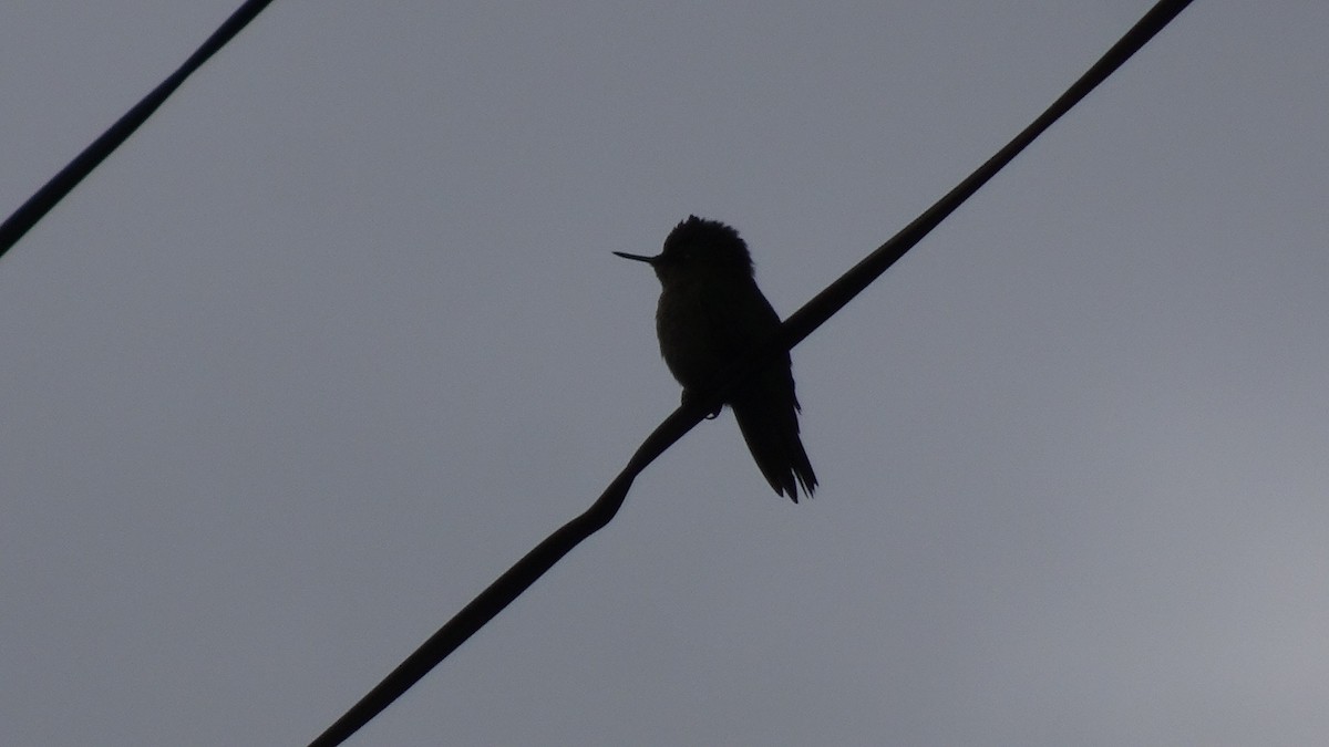 Colibrí Austral - ML642325044