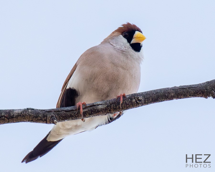 Masked Finch - ML642325055