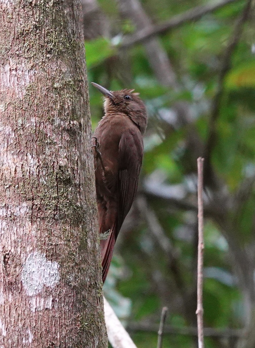 Plain-winged Woodcreeper (Plain-winged) - ML642325092