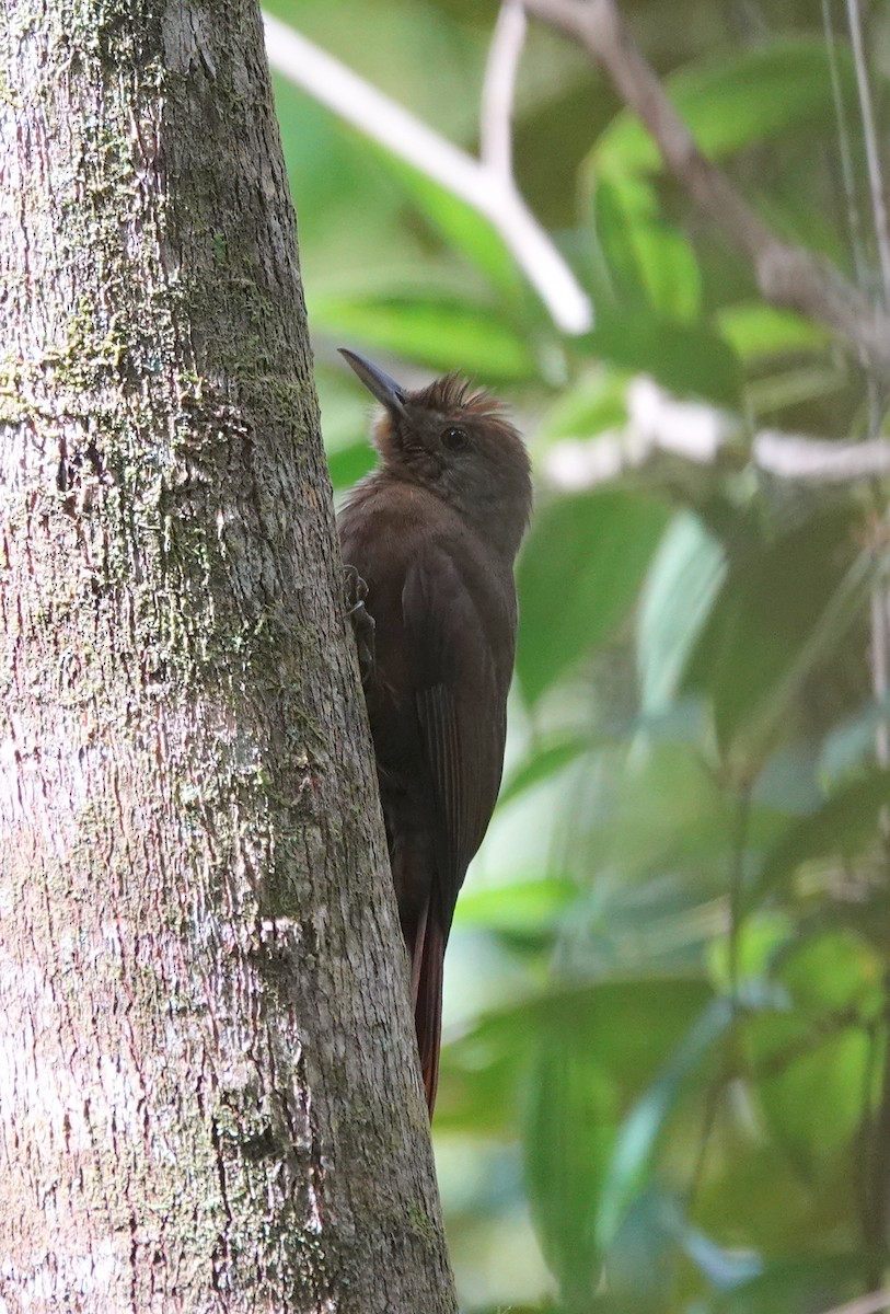 Plain-winged Woodcreeper (Plain-winged) - ML642325098